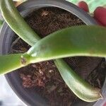 Glottiphyllum linguiforme Fuelha