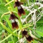 Ophrys insectifera Fula