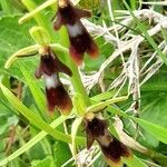 Ophrys insectifera Flower