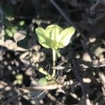 Commicarpus plumbagineus Flor