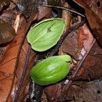 Passiflora ambigua Fruit