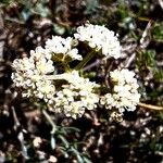 Seseli montanum फूल