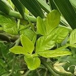 Citrus trifoliata Leaf