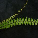 Adiantum incisum Hábito