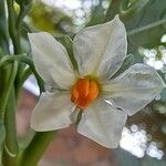 Solanum pseudocapsicumFloare