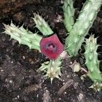 Huernia schneideriana Lorea