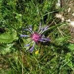 Centaurea triumfettiiFiore