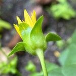 Silphium perfoliatum പുഷ്പം