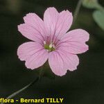 Vaccaria hispanica 花