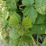 Rubus camptostachys Folha