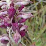 Anacamptis coriophora Květ