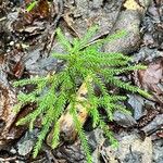 Lycopodium dendroideum Alkat (teljes növény)