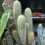 Pilosocereus tillianus Hoja