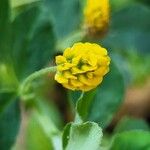 Medicago lupulinaΛουλούδι