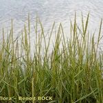 Spartina maritima Habit