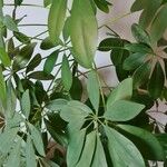 Schefflera arboricola 葉