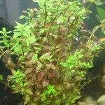 Hygrophila polysperma Leaf