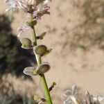 Dithyrea californica Агульны выгляд