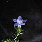 Cyananthus microphyllus Hábito