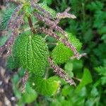 Urtica membranaceaBlad