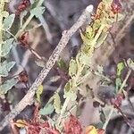 Hypericum triquetrifolium Bark