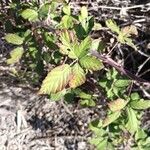 Rubus ulmifoliusبرگ