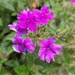 Verbena × hybrida Cvet