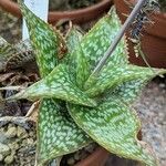 Aloe deltoideodonta Лист