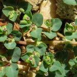 Euphorbia granulata