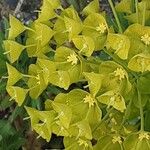 Euphorbia × martini Lorea