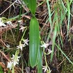 Angraecum striatum List