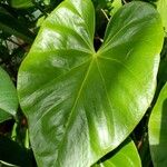 Anthurium nymphaeifolium ഇല