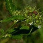 Melochia corchorifolia Fruit