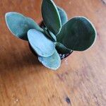 Crassula cotyledonis Leaf
