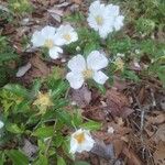 Rosa laevigata Flower