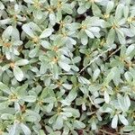 Portulaca oleracea 形態