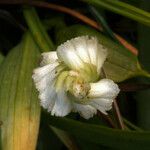 Spiranthes romanzoffiana Λουλούδι