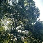 Quercus acutissima Natur