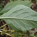 Amaranthus blitum Blad