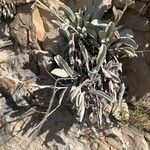 Inula verbascifolia ᱵᱟᱦᱟ