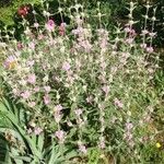 Phlomis purpurea Hábito