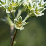 Scleranthus perennis Kukka