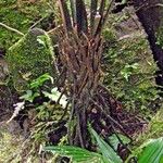 Diplazium prominulum Corteza