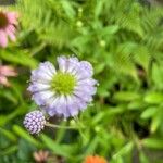 Succisella inflexa Flower