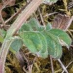 Vicia lathyroides Foglia