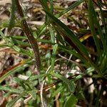 Iberis pinnata Leaf