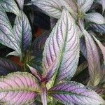 Strobilanthes auriculata 葉