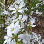 Spiraea thunbergiiBlüte