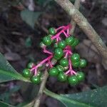 Stylogyne turbacensis Fruto