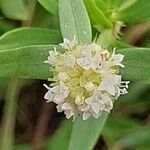 Spermacoce verticillata फूल